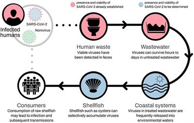 Monitoring SARS-CoV-2 as a Microbiological Risk in Shellfish Aquaculture